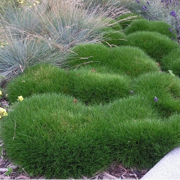 Festuca gautieri (scoparia) - Medveszőrcsenkesz