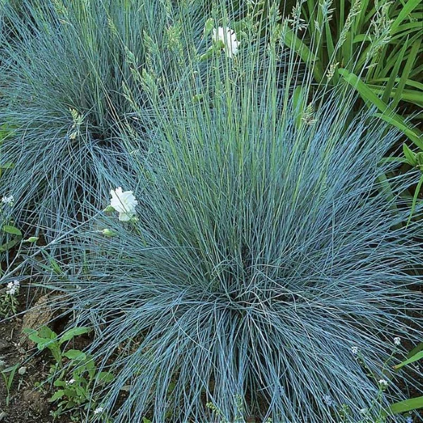 Festuca glauca 'Elijah Blue' - Kék deres csenkesz