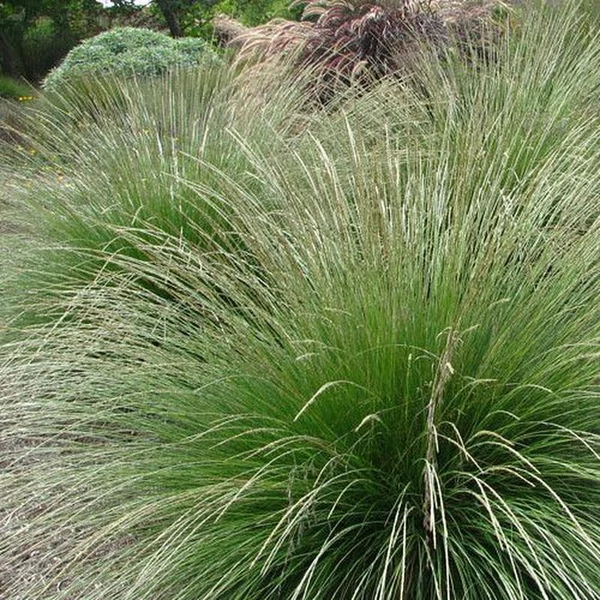 Festuca mairei – Atlasz csenkesz