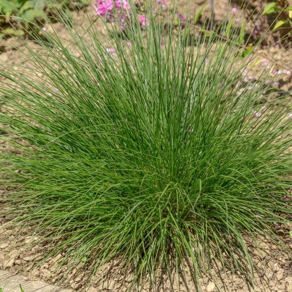 Festuca mairei – Atlasz csenkesz