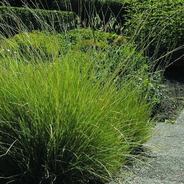 Festuca mairei – Atlasz csenkesz