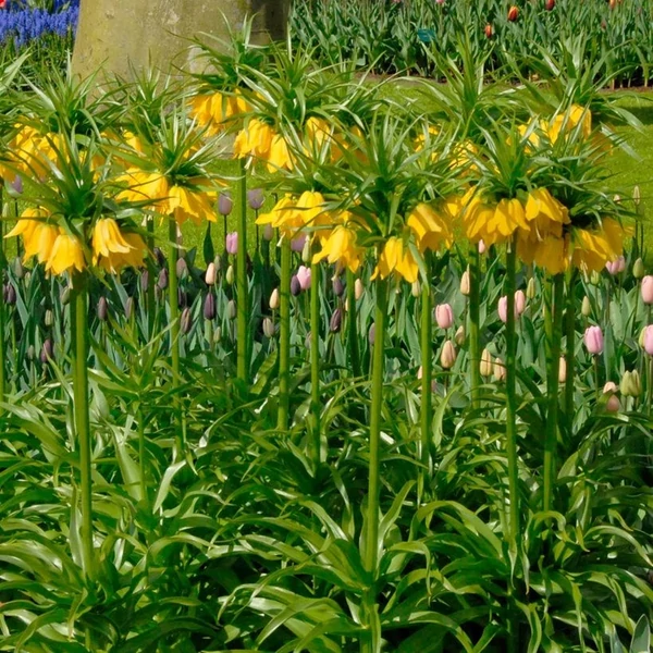 Fritillaria imperialis 'Lutea' – Császárkorona