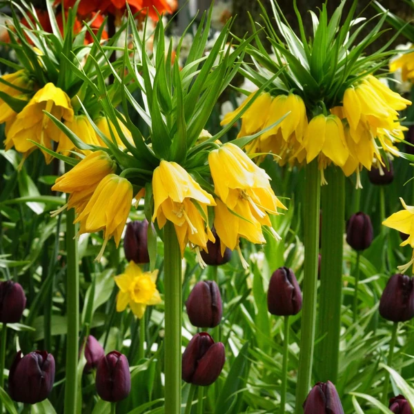 Fritillaria imperialis 'Lutea' – Császárkorona