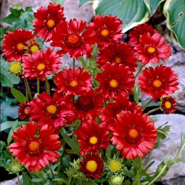 Gaillardia x grandiflora 'Burgunder' – Kerti kokárdavirág