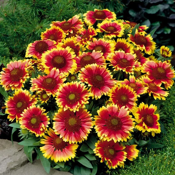Gaillardia 'Kobold' - Törpe kokárdavirág
