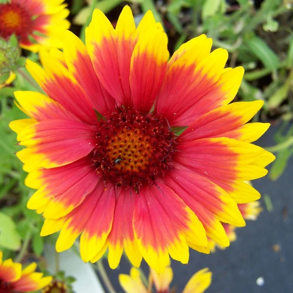 Gaillardia 'Kobold' - Törpe kokárdavirág