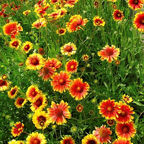 Gaillardia 'Kobold' - Törpe kokárdavirág