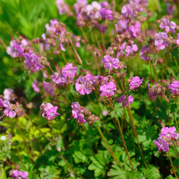 Geranium x cantabrigiense 'Berggarten' – Angol gólyaorr