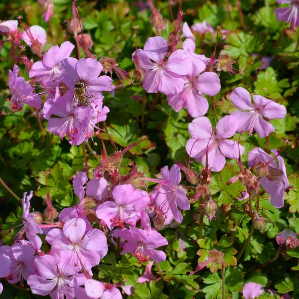Geranium x cantabrigiense 'Berggarten' – Angol gólyaorr