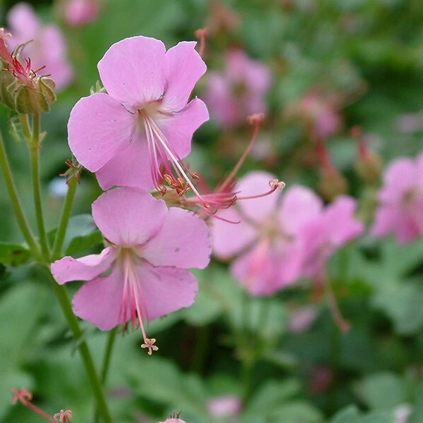 Geranium x cantabrigiense 'Berggarten' – Angol gólyaorr