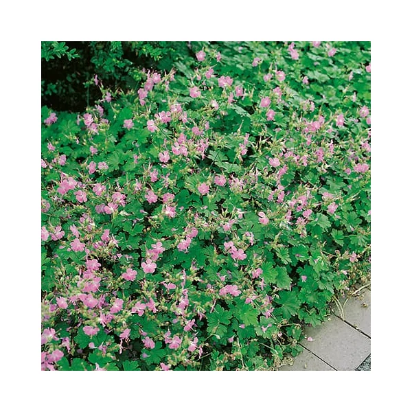 Geranium x cantabrigiense 'Berggarten' – Angol gólyaorr