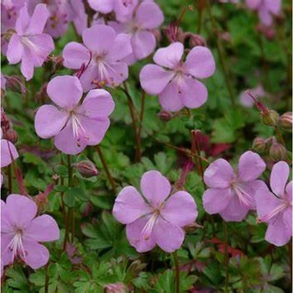 Geranium x cantabrigiense 'Karmina' – Angol gólyaorr