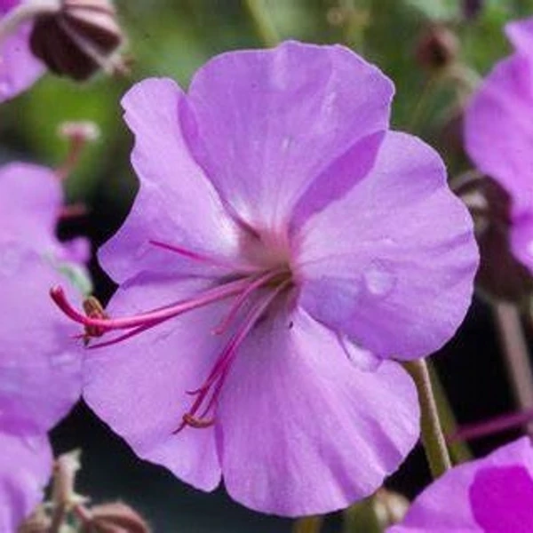 Geranium x cantabrigiense 'Karmina' – Angol gólyaorr