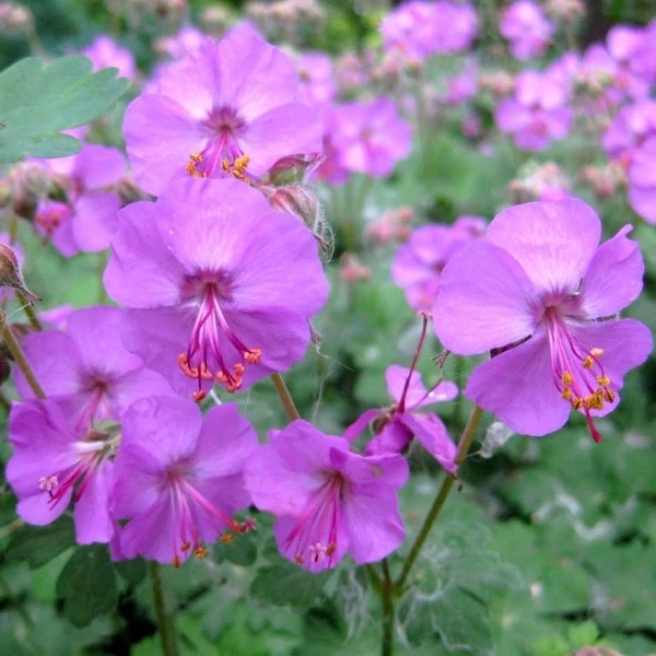 Geranium x cantabrigiense 'Karmina' – Angol gólyaorr