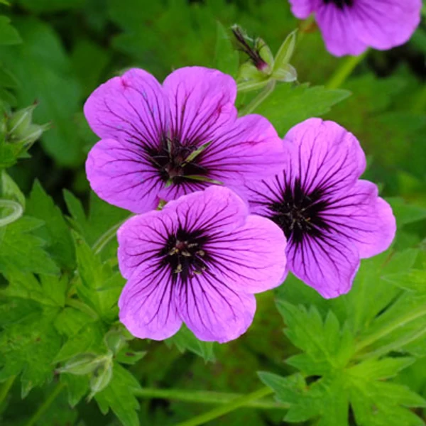 Geranium 'JS Matu Vu' – Gólyaorr