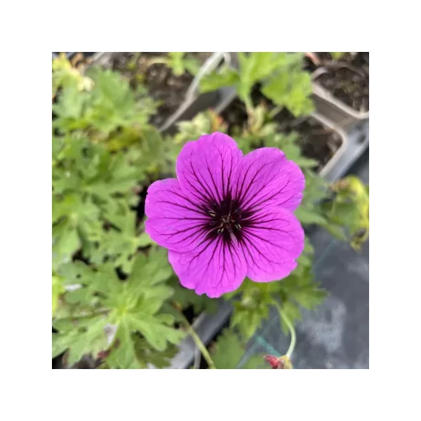 Geranium 'JS Matu Vu' – Gólyaorr