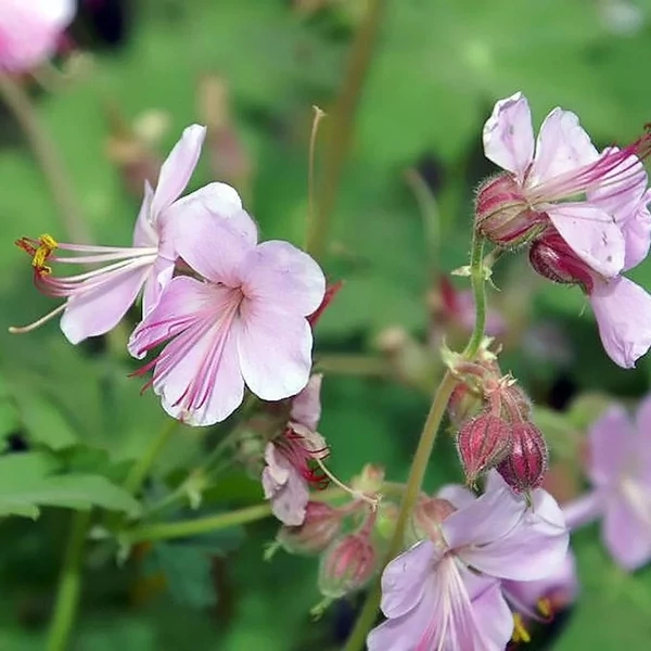 Geranium macrorrhizum 'Ingwersen's Variety' - Illatos gólyaorr