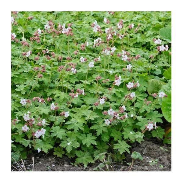 Geranium macrorrhizum 'Spessart' – Illatos gólyaorr