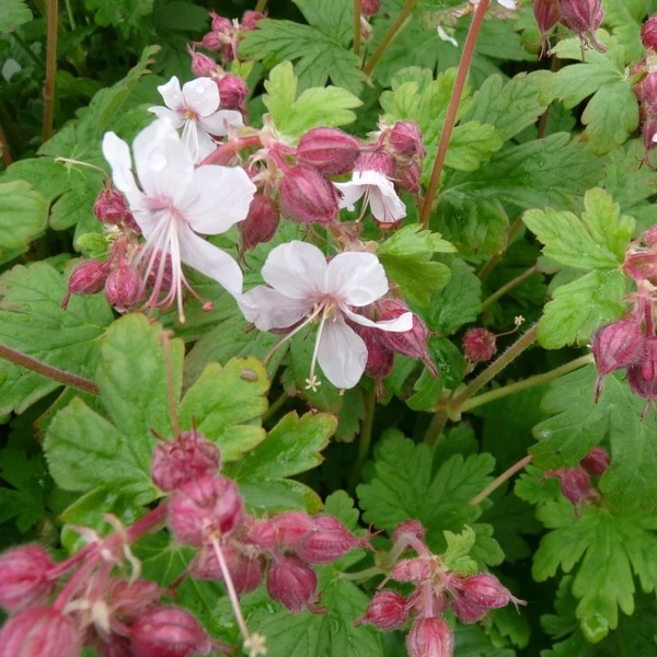 Geranium macrorrhizum 'Spessart' – Illatos gólyaorr