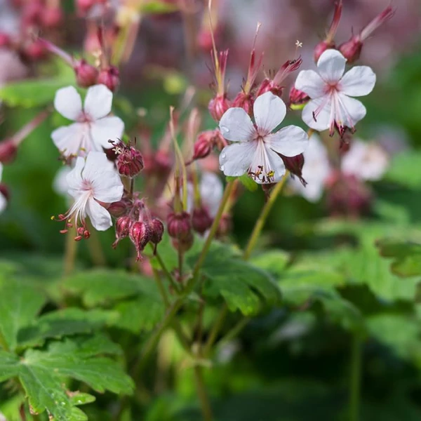 Geranium macrorrhizum 'Spessart' – Illatos gólyaorr