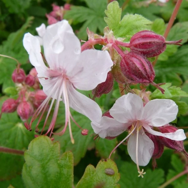Geranium macrorrhizum 'Spessart' – Illatos gólyaorr