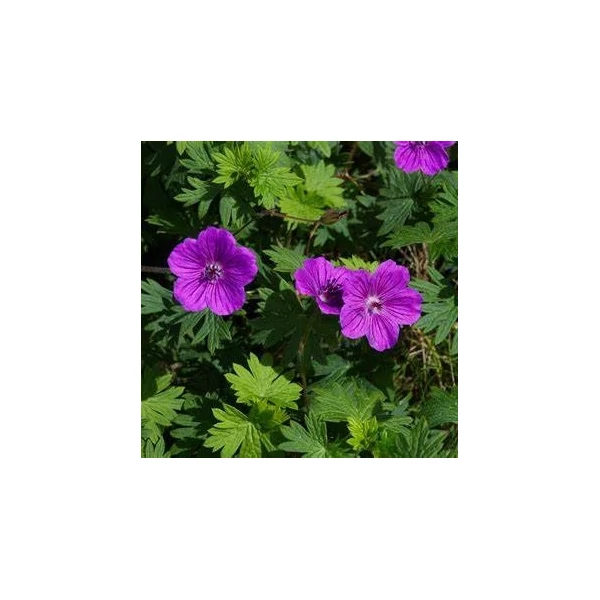 Geranium sanguineum - Alacsony gólyaorr