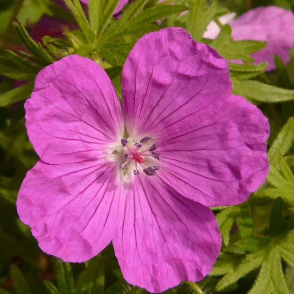 Geranium sanguineum - Alacsony gólyaorr