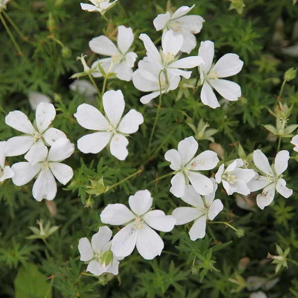 Geranium sanguineum 'Album' - Alacsony gólyaorr