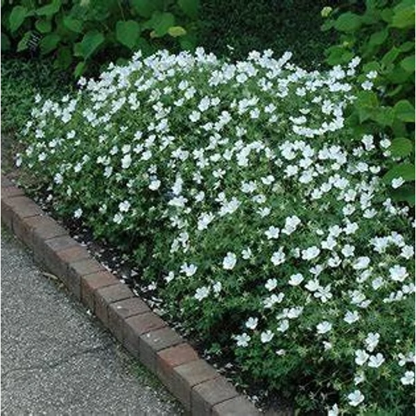 Geranium sanguineum 'Album' - Alacsony gólyaorr