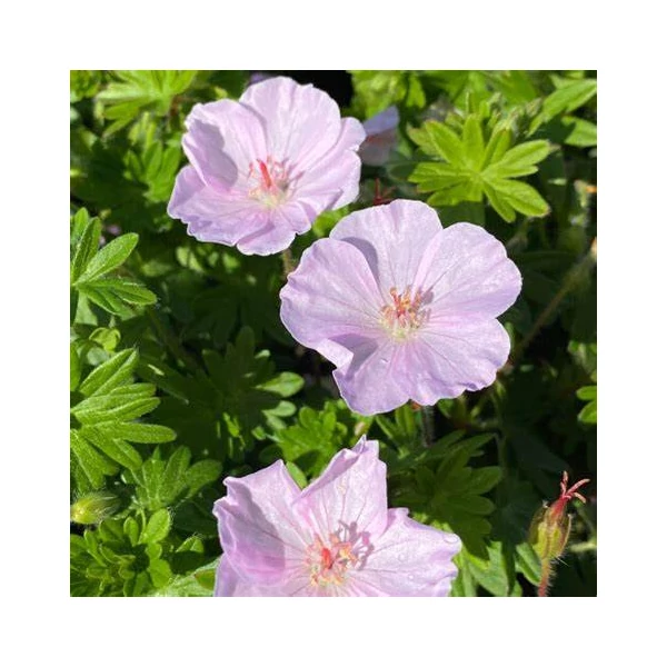 Geranium sanguineum 'Apfelblüte' – Alacsony gólyaorr