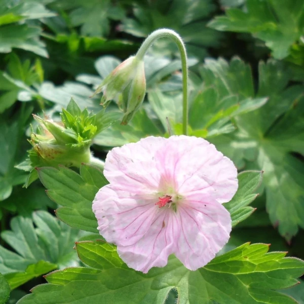 Geranium sanguineum 'Apfelblüte' – Alacsony gólyaorr