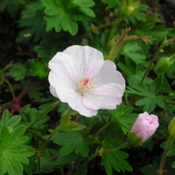 Geranium sanguineum 'Apfelblüte' – Alacsony gólyaorr