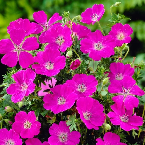 Geranium sanguineum 'Max Frei' - Alacsony gólyaorr