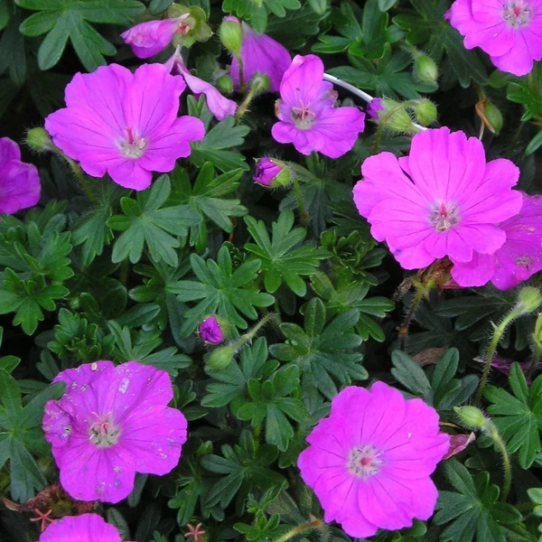 Geranium sanguineum 'Max Frei' - Alacsony gólyaorr