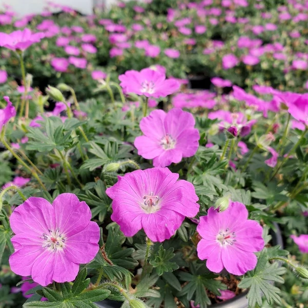 Geranium sanguineum 'Max Frei' - Alacsony gólyaorr