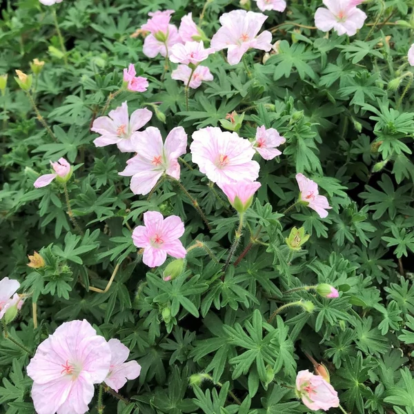Geranium sanguineum var. striatum – Alacsony gólyaorr