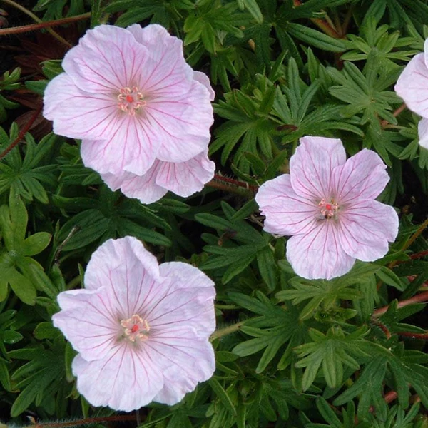 Geranium sanguineum var. striatum – Alacsony gólyaorr