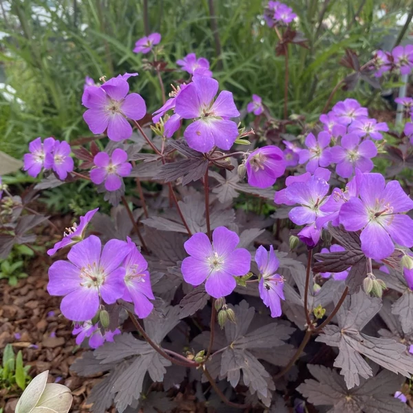 Geranium maculatum 'Stormy Night' (syn.: 'Macger002') – Foltos gólyaorr