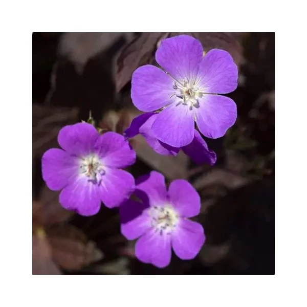 Geranium maculatum 'Stormy Night' (syn.: 'Macger002') – Foltos gólyaorr