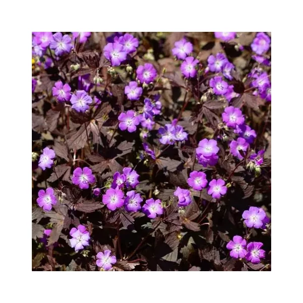 Geranium maculatum 'Stormy Night' (syn.: 'Macger002') – Foltos gólyaorr