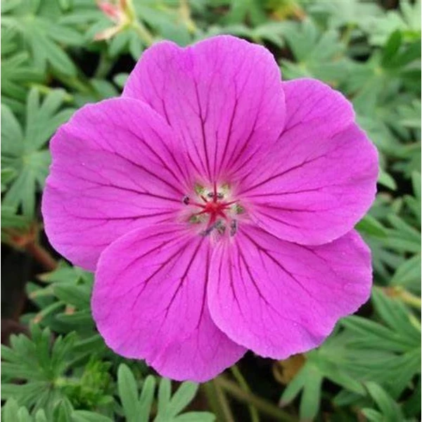 Geranium 'Tiny Monster' - Gólyaorr