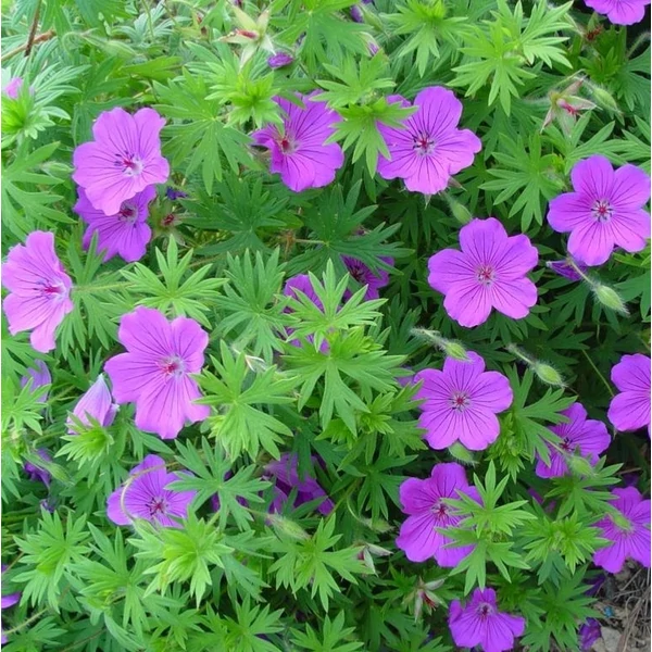 Geranium 'Tiny Monster' - Gólyaorr