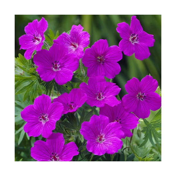 Geranium 'Tiny Monster' - Gólyaorr