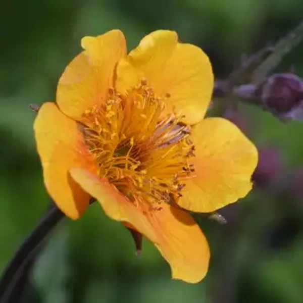 Geum 'Carlskaer' – Gyömbérgyökér