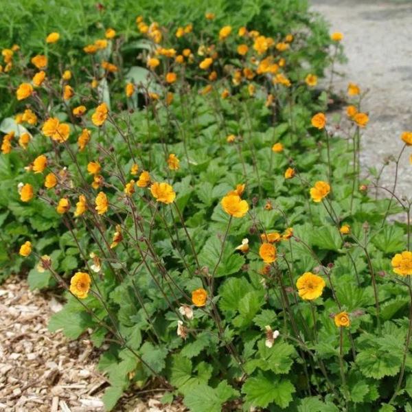 Geum 'Carlskaer' – Gyömbérgyökér