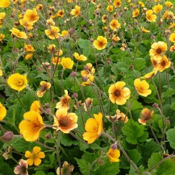 Geum 'Carlskaer' – Gyömbérgyökér
