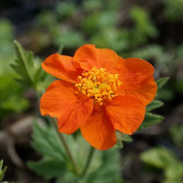 Geum coccineum 'Borisii' – Gyömbérgyökér