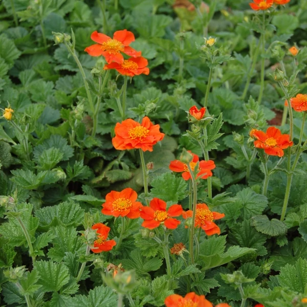 Geum coccineum 'Borisii' – Gyömbérgyökér