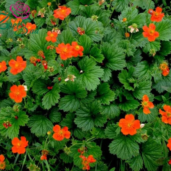 Geum coccineum 'Borisii' – Gyömbérgyökér