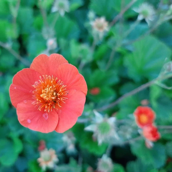 Geum coccineum 'Tosai' – Gyömbérgyökér